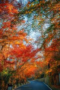 賞楓必去小眾秘境