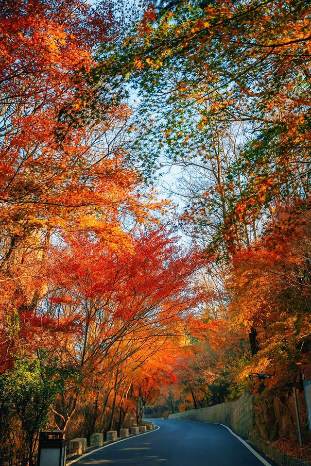 賞楓必去小眾秘境