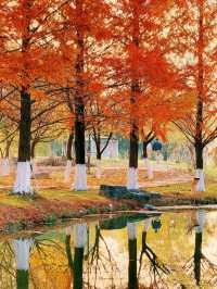 地鐵直達今年最喜歡的銀杏林出現了！封神級的金色童話世界