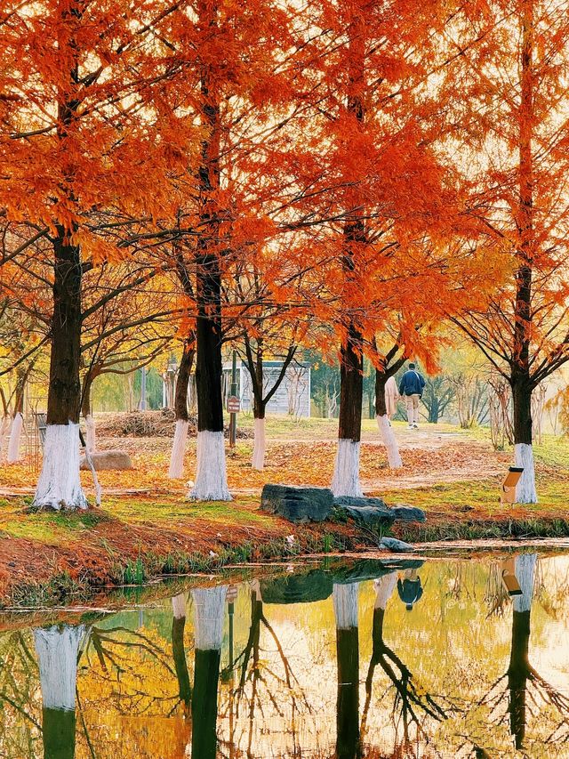 地鐵直達今年最喜歡的銀杏林出現了！封神級的金色童話世界