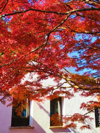 The red maples at Jichang Garden are going crazy! Here are 4 perfect spots to enjoy the fall foliage!