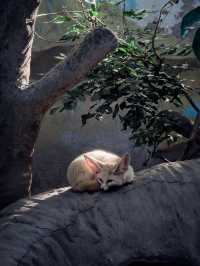 上海野生動物園全攻略：輕鬆遛娃不踩雷