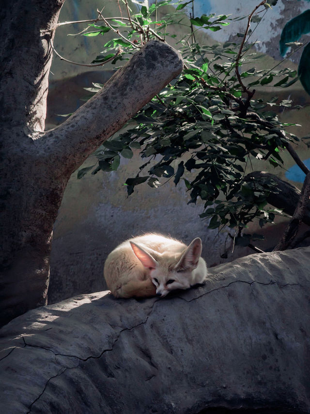 上海野生動物園全攻略：輕鬆遛娃不踩雷