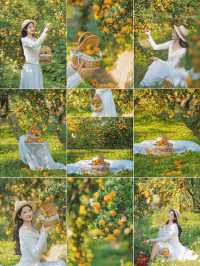 週末遛娃必去橘子園