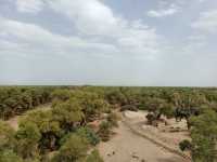 塔里木胡楊林公園