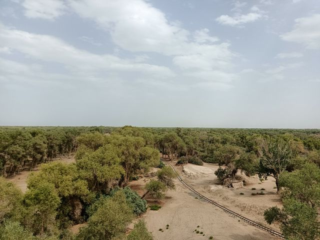 塔里木胡楊林公園 塔里木胡楊林公園