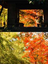 12.6速衝上海小眾公園的楓葉殺瘋了｜附攻略