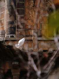 泉州西街火了！半日穿越千年，一口閩南味淪陷全網！