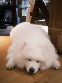 武夷山週末遊|兩日一晚吸氧飲茶計劃🫖