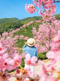 韶關櫻花峪帶你進入粉色世界