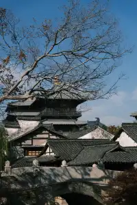 🪾千年銀杏，恰逢濮院橙黃橘綠時