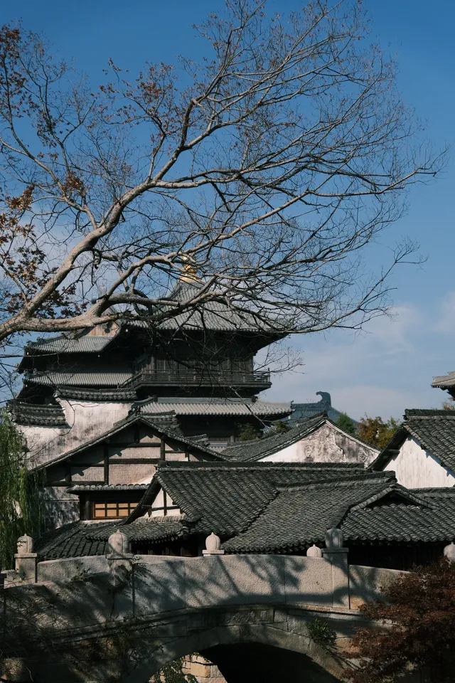 🪾千年銀杏，恰逢濮院橙黃橘綠時