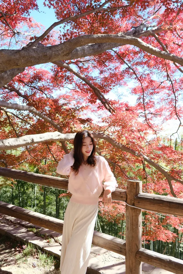 莫干山的楓葉紅啦錯過等一年