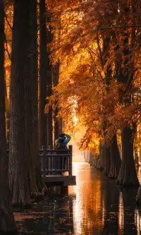 上海這裡的水杉林已到最佳觀賞期