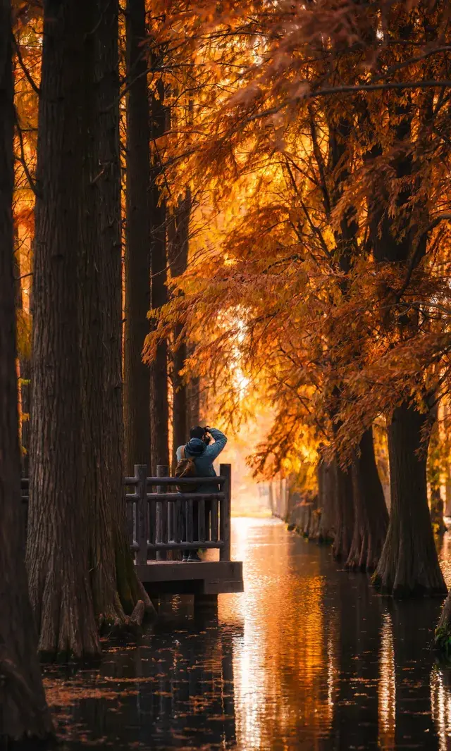 上海這裡的水杉林已到最佳觀賞期