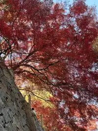 莫干山紅葉進度