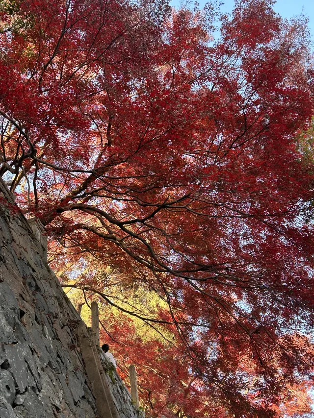 莫干山紅葉進度