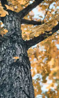 11.30實拍，局門路的銀杏都黃啦！