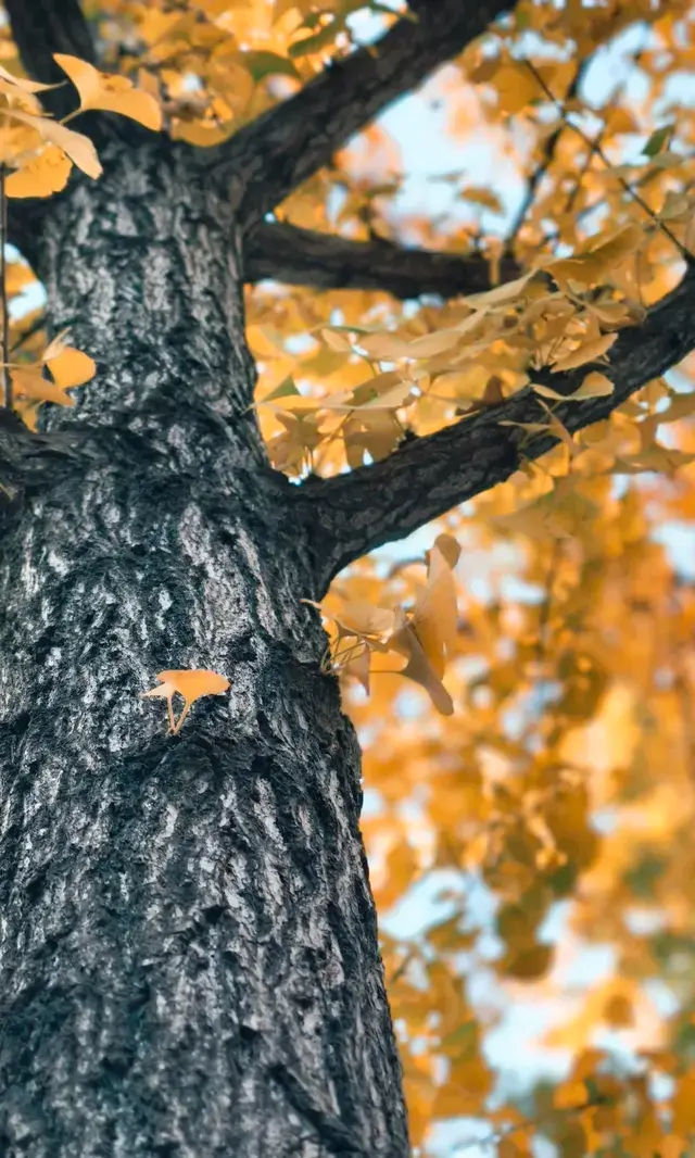 11.30實拍，局門路的銀杏都黃啦！