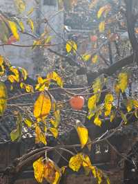 泡在婺源篁嶺景區的一天,治癒感直接拉滿!