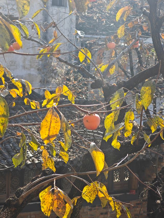泡在婺源篁嶺景區的一天,治癒感直接拉滿! 泡在婺源篁嶺景區的一天,治癒感直接拉滿!
