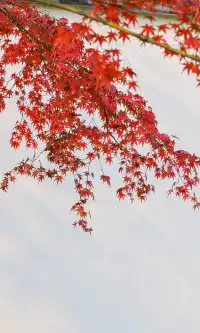 不是蘇州園林，是成都易園