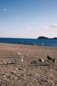 大連傅家莊+銀沙灘+跨海大橋【攻略】