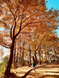 大棠楓香林.你沒看錯.這是香港的楓葉林喔