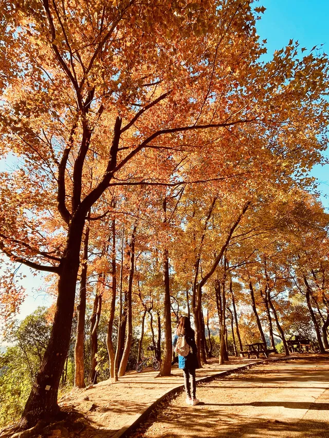 大棠楓香林.你沒看錯.這是香港的楓葉林喔 大棠楓香林.你沒看錯.這是香港的楓葉林喔