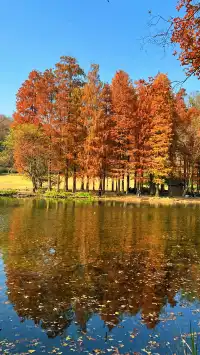 流徽榭，美得像金陵深秋的油畫秘境~
