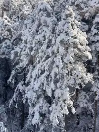 廣東高鐵1.5h直達！莽山霧淞不爬山攻略