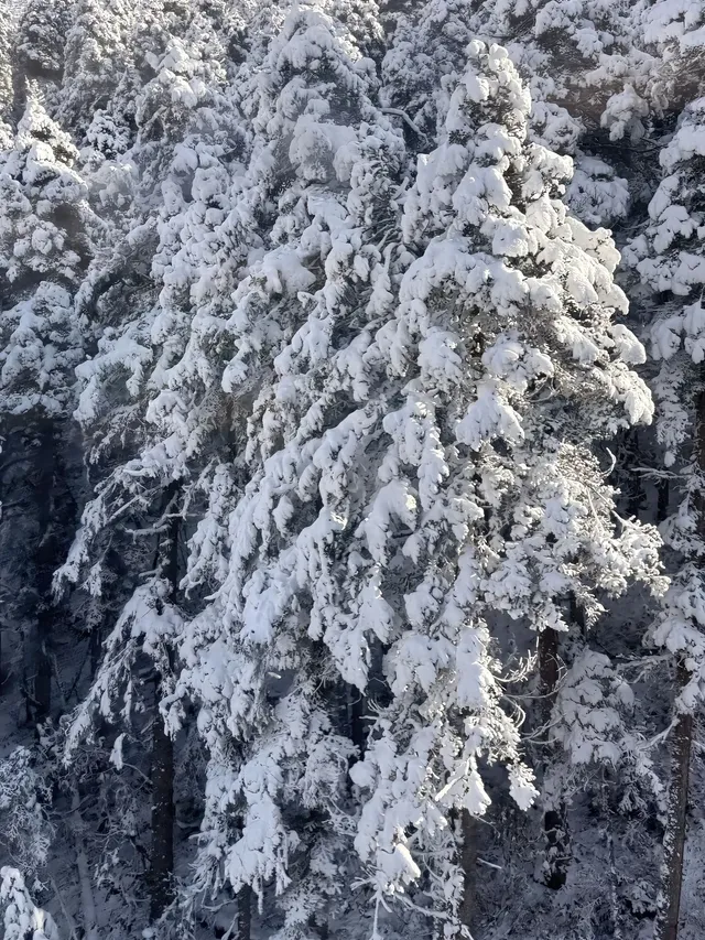 廣東高鐵1.5h直達！莽山霧淞不爬山攻略