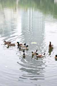 探訪寶島公園:都市中的靜謐一隅