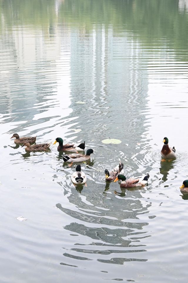 探訪寶島公園:都市中的靜謐一隅 探訪寶島公園:都市中的靜謐一隅