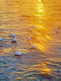 18圖告訴你,現在的大理水杉季究竟有多美……