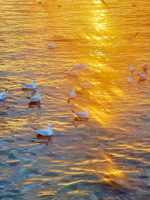 18圖告訴你,現在的大理水杉季究竟有多美…… 18圖告訴你,現在的大理水杉季究竟有多美……