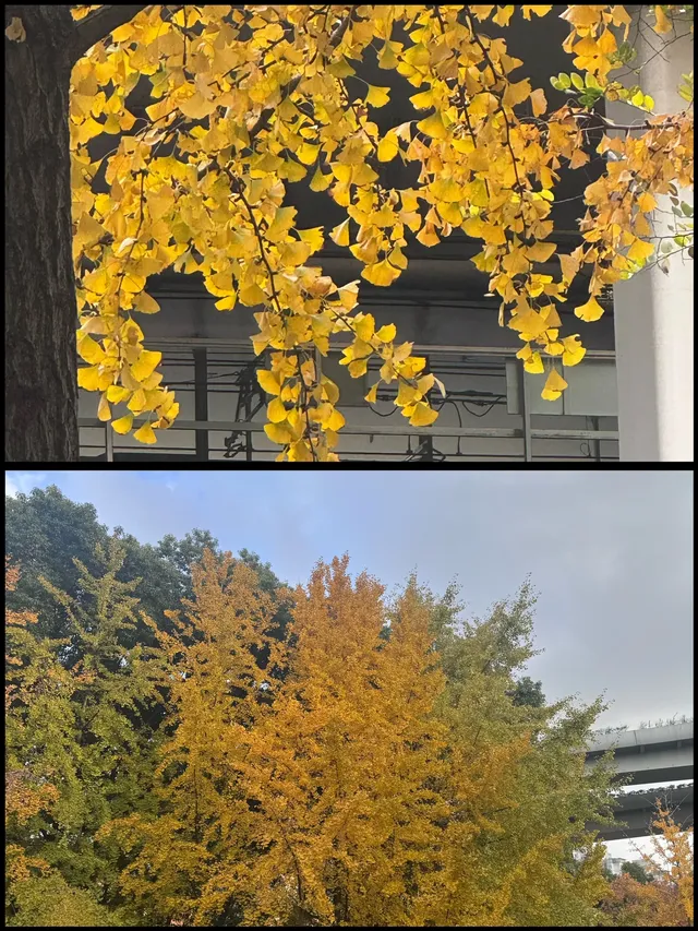 速藏靜安秋景限時上新附打卡指南！