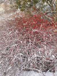 冬日限定雪景蘆葦打卡地