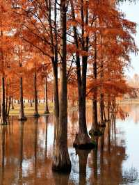 上海版“阿勒泰”｜水杉林美到窒息