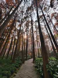 冬日泉州｜清源山的絕美夕陽剪影