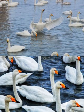 สำรวจพื้นที่ชุ่มน้ำมานัสและสัมผัสกับความงดงามทางนิเวศวิทยาของที่นี่