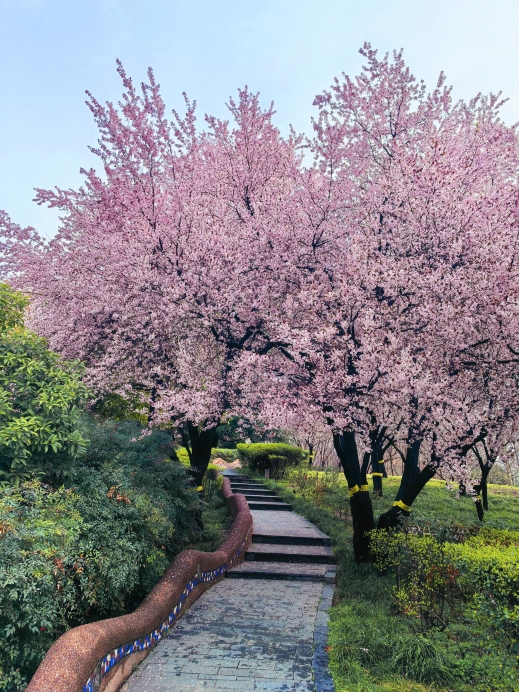 西安の新しい花見スポットが話題沸騰中！永陽公園のピンクの花の滝が美