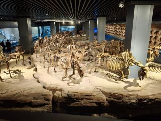 大慶博物館おすすめ！