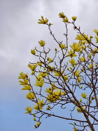 Baoding Botanical Garden | The Garden in Full Bloom Can't Be Hidden, A Hundred Flowers Blooming at the Right Time