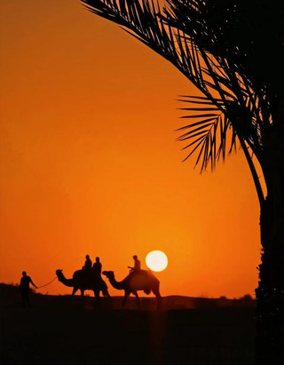 Abu Dhabi Desert Conservation Reserve Night Camel Ride Experience