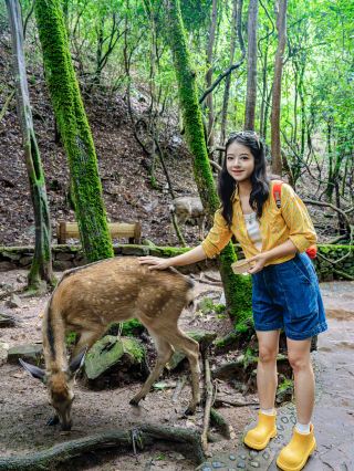 Kunming 1h direct｜The sika deer at Qinglong Gorge made me put down my camera