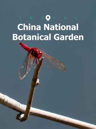 Encountering dragonfly spirits after the rain at the National Botanical Garden
