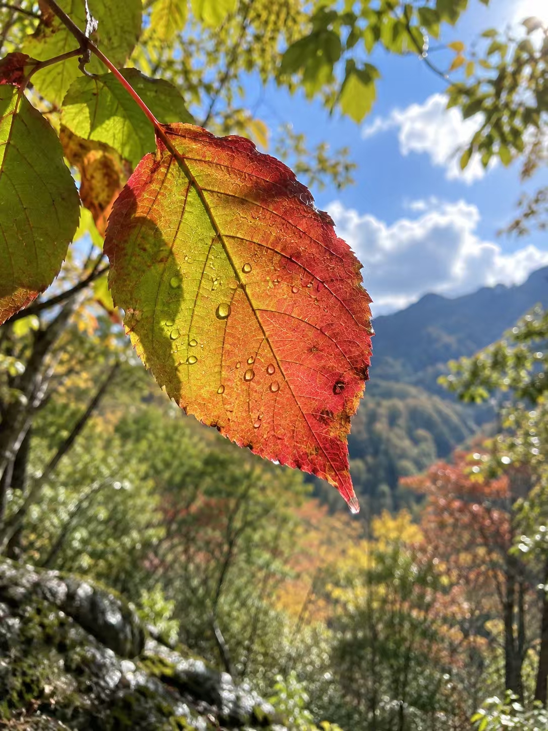 The autumn scenery in this valley is breathtaking