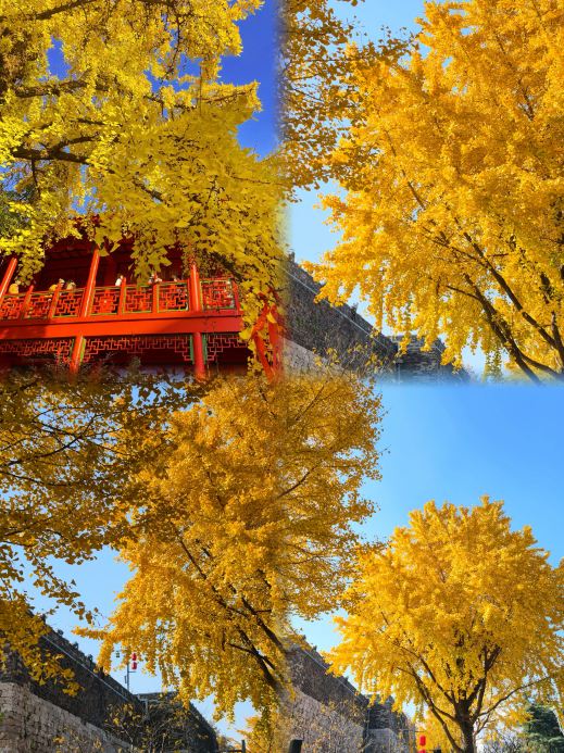 Autumn in Nanjing is the city's hidden highlight | A limited-time guide for October–November