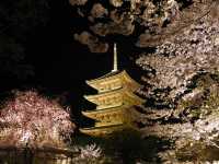 【京都市】五重塔と桜の饗宴🌸